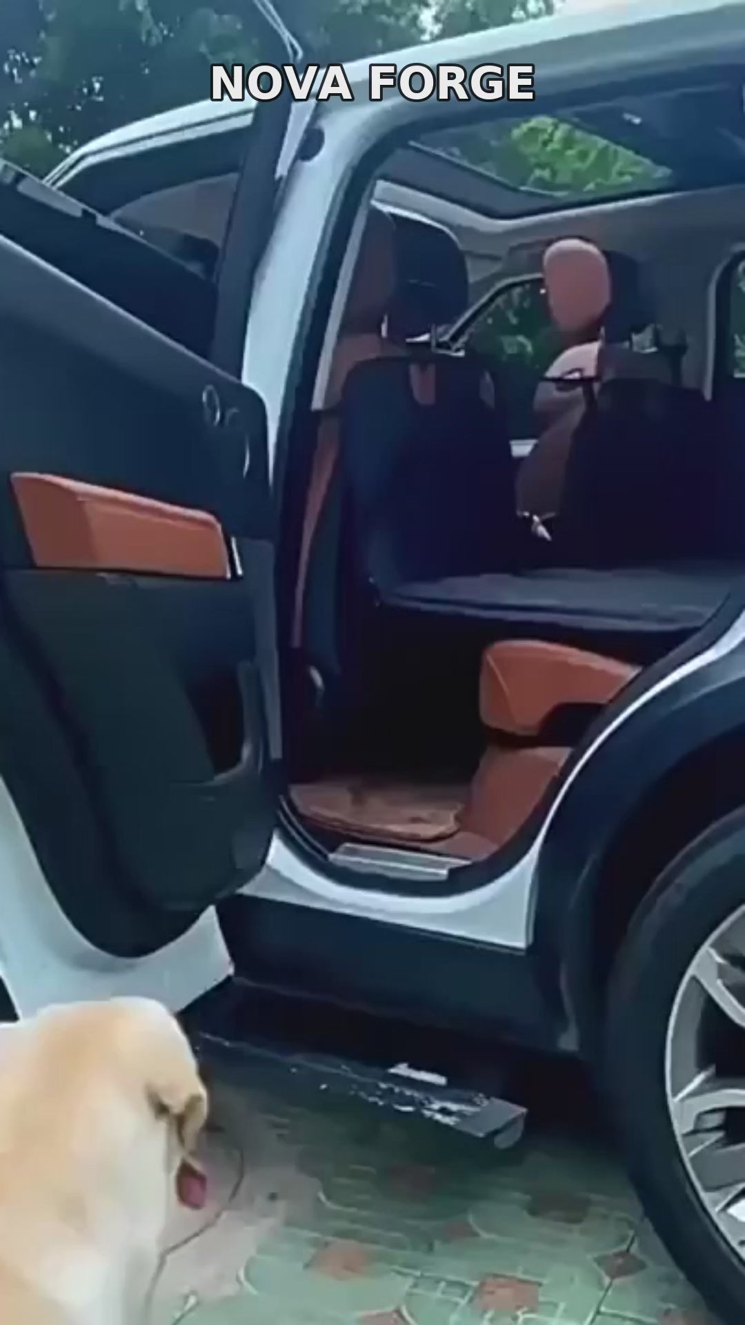 Nova Forge hard-bottom dog seat cover demo — dog standing on the stable platform in a car